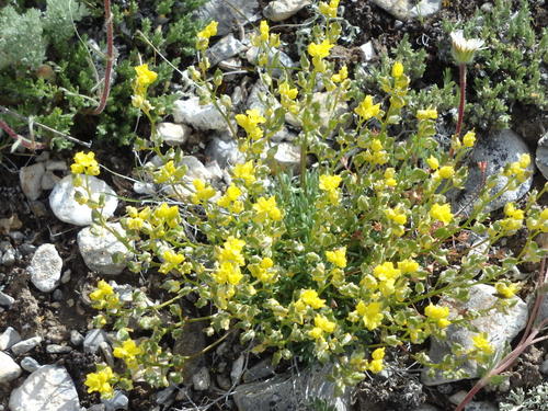 GDMBR: Pea Family type of yellow bloom.